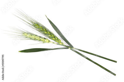 green ears of wheat isolated on white background, top view