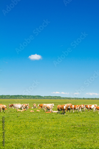 Cows on farm in nature park Lonjsko polje, Croatia 