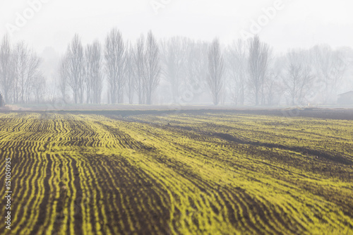 Fototapeta Naklejka Na Ścianę i Meble -  A cultivated field, with yellow and green lines converging toward distant trees in the midst of some fog and mist