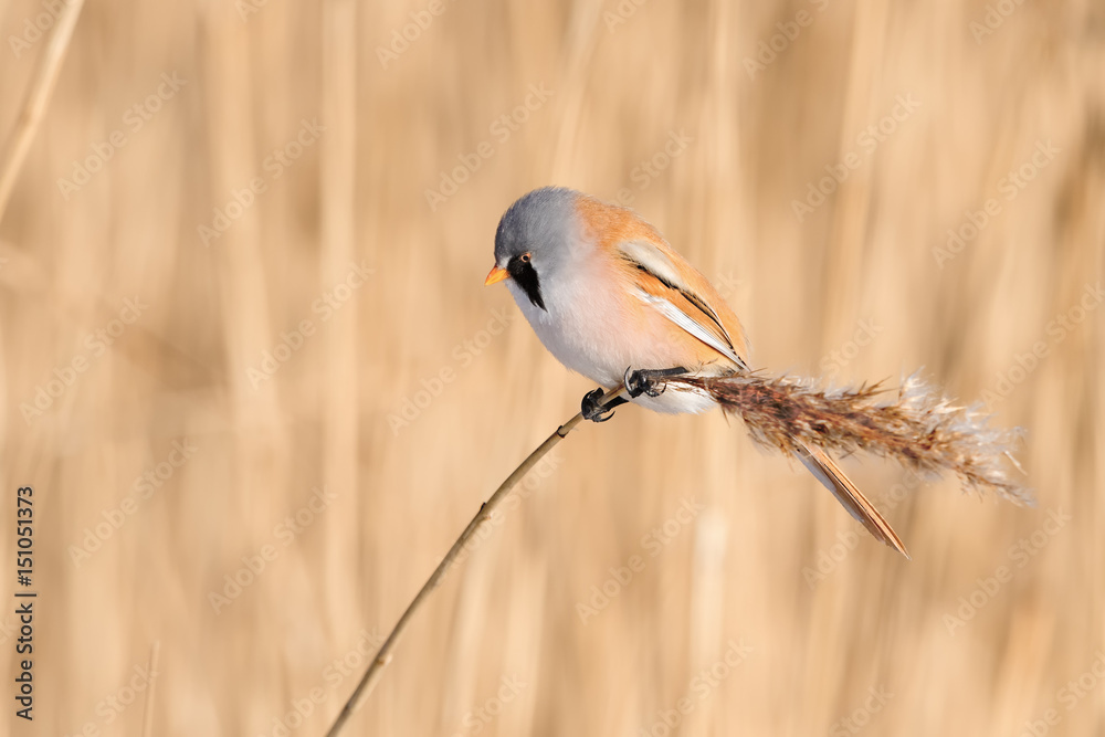 Bearded Reedling (Panurus biarmicus) sitting on reed Bearded Reedling (Panurus biarmicus) sitting on reed