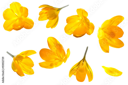 Crocus yellow flower isolated set on white background