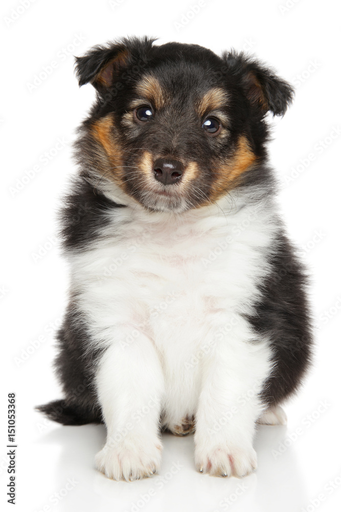 Shetland puppy