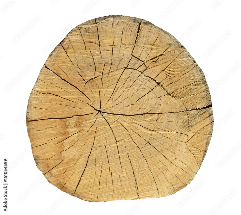 Oak tree, Round cut logs, isolated on the white background.