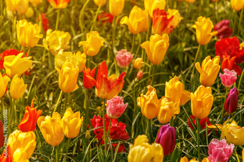 Beautiful flowers background.