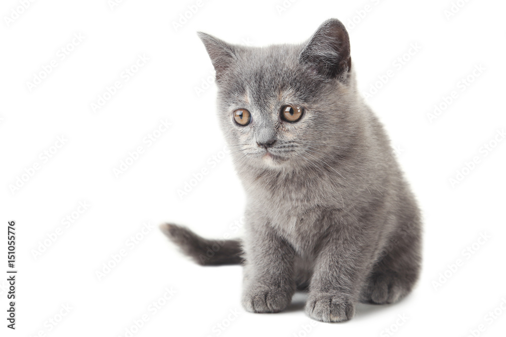 Fototapeta premium Grey kitten isolated on a white