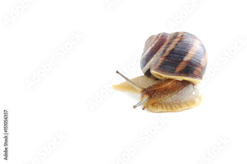 Brown snail isolated on a white background