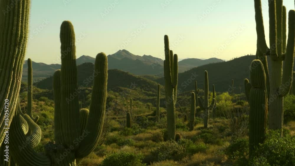 Saguaro cactus at sunset