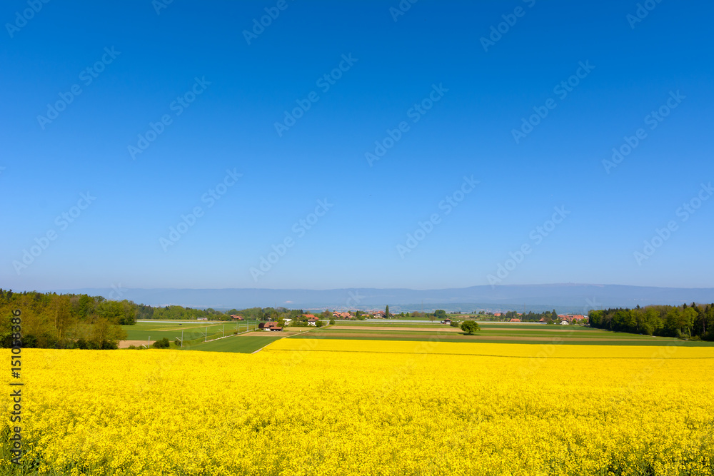 Gelbes Rapsfeld im Sommer mit wolkenlosen Himmel 