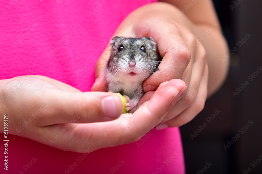Grey dwarf hamster Gray Hamster macro, stands Grey dwarf hamster Gray Hamster macro, stands