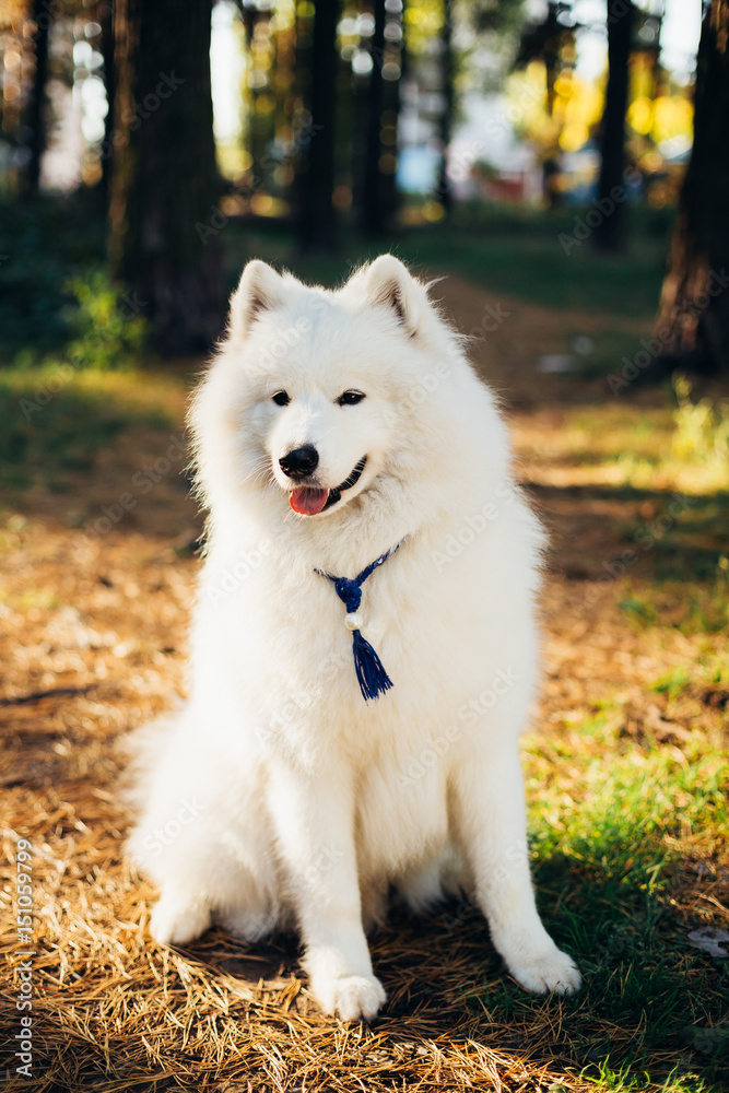Happy White Samoyed Dog Outdoor in Autumn Forest