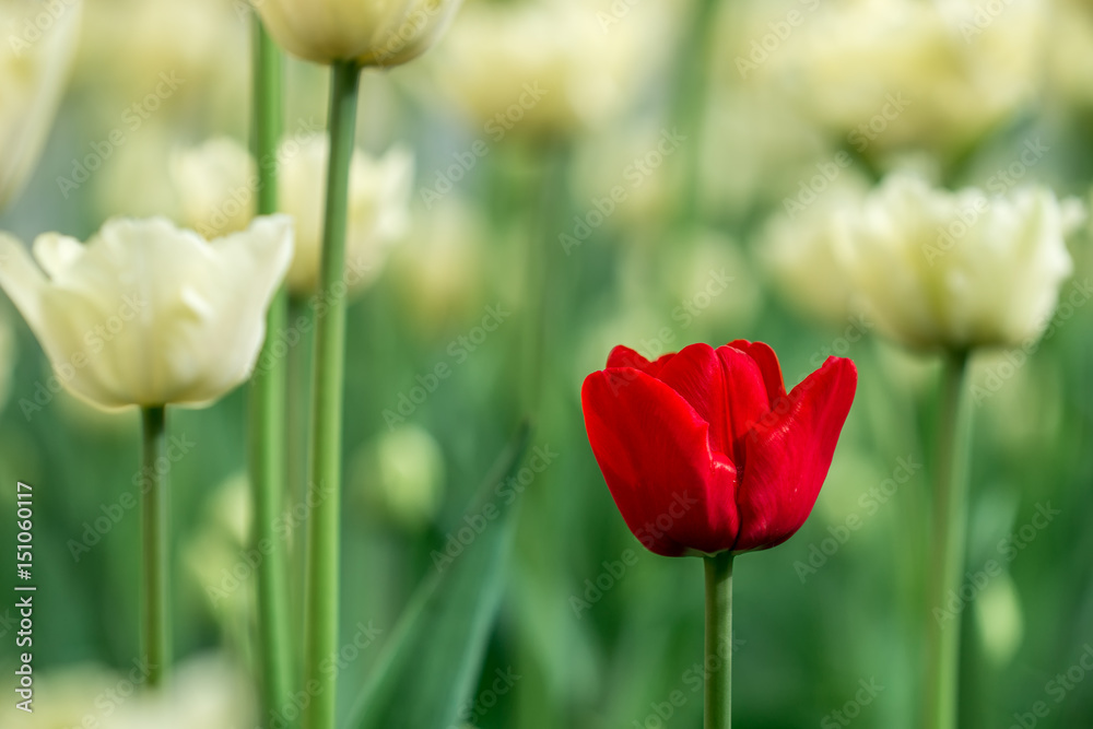 White red tulips - obrazy, fototapety, plakaty 