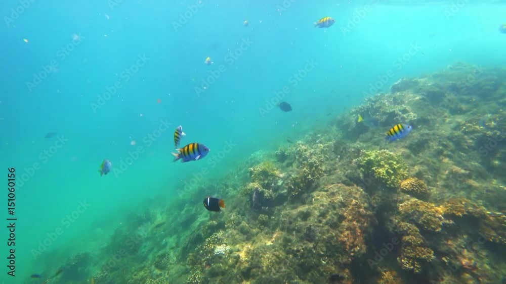 Diving in pacific ocean with colorful fish Diving in pacific ocean with colorful fish