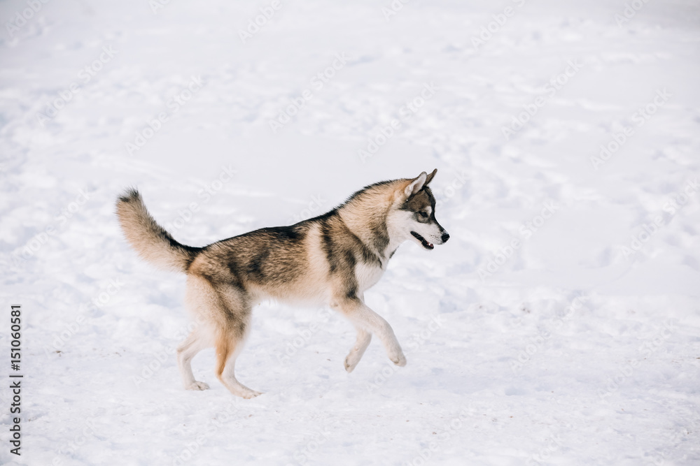 Young Husky dog play and running outdoor in snow, winter season Young Husky dog play and running outdoor in snow, winter season