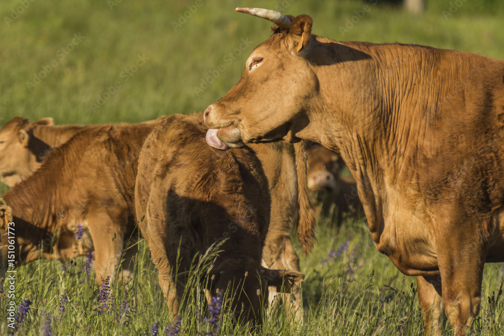 Vaches et taureaux - Chartreuse - Isère. Vaches et taureaux - Chartreuse - Isère.
