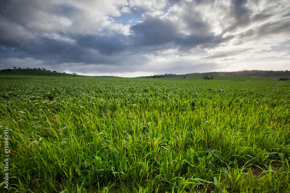 Fresh Field Fresh Field