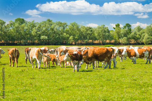 Fototapeta Naklejka Na Ścianę i Meble -  Cows on farm in nature park Lonjsko polje, Croatia 