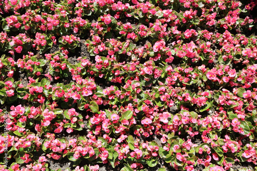 Begonia field pink flowers on a sunny day