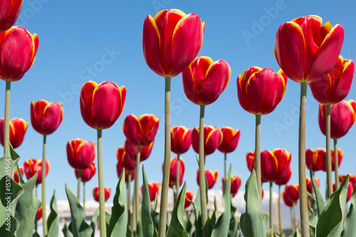Tulip. Beautiful bouquet of tulips.