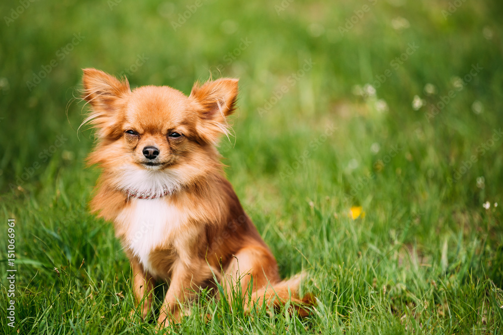 Beautiful Funny Young Red Brown And White Tiny Chihuahua Dog Sitting Beautiful Funny Young Red Brown And White Tiny Chihuahua Dog Sitting