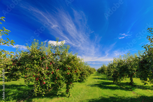 Photos Rows of apple trees in an apple orchard.