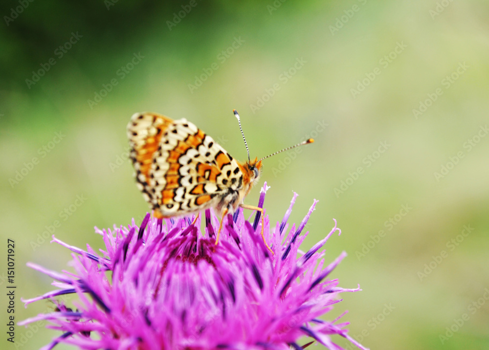 butterfly on a flower of the field butterfly on a flower of the field