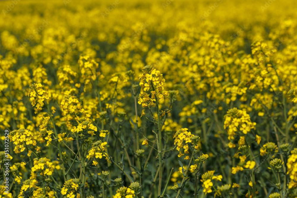 Field of blossom colza.