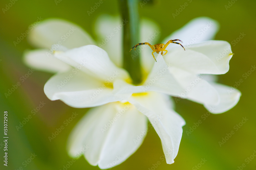 yellow spider on narcissus yellow spider on narcissus