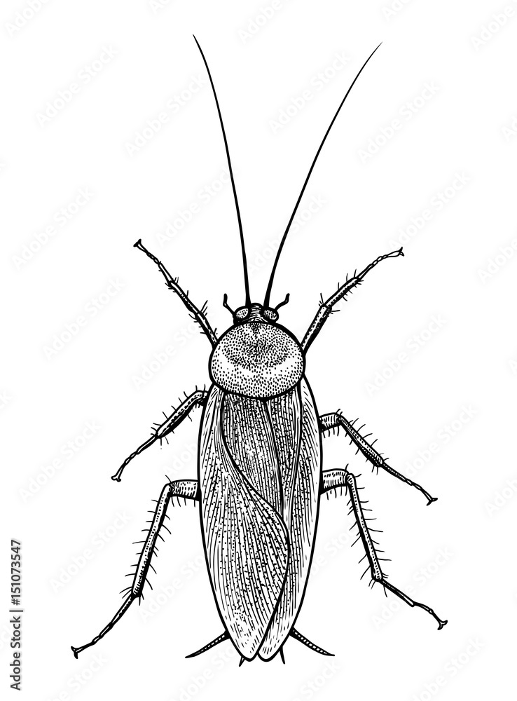 Cockroach Illustration Drawing Engraving Ink Line Art Vector Stock  Vector  Illustration of engraving engrave 135184983
