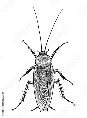 Cockroach illustration, engraving, drawing, ink, vector