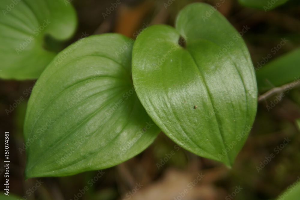 two leaves in the forest, background, focus two leaves in the forest, background, focus
