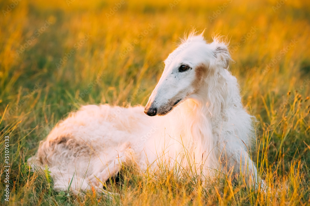 White Gazehound Hunting Dog Sit Outdoor In Summer Meadow Green Grass White Gazehound Hunting Dog Sit Outdoor In Summer Meadow Green Grass
