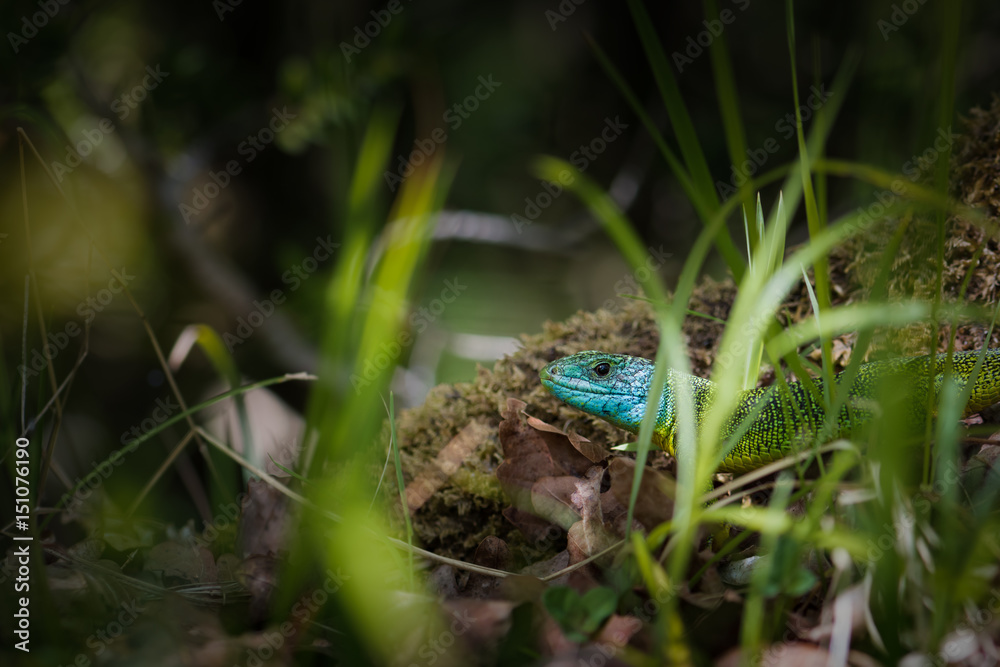 Obraz premium Lézard vert