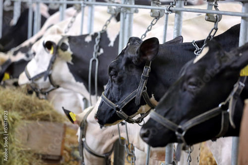 Fototapeta Naklejka Na Ścianę i Meble -  Black and white cows eating hay in the stable on farm