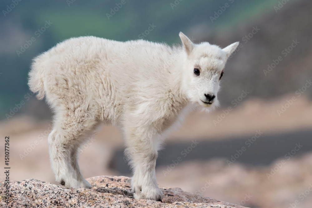 Wild Mountain Goats of the Colorado Rocky Mountains Wild Mountain Goats of the Colorado Rocky Mountains