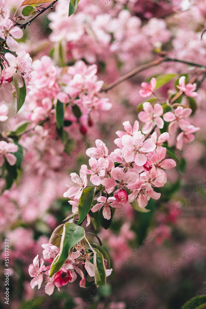 Blossoming branch of pink apple tree or cherry Blossoming branch of pink apple tree or cherry