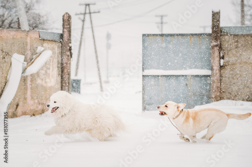 Two Funny Dogs - Labrador Dog And Samoyed Playing And Running © Grigory Bruev