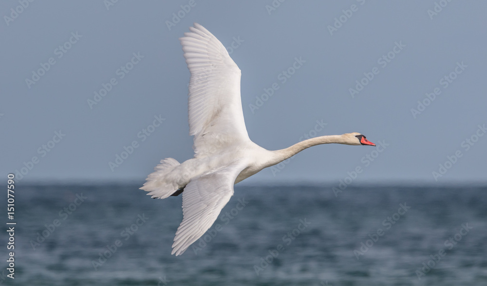 Fototapeta premium schwan auf dem meer