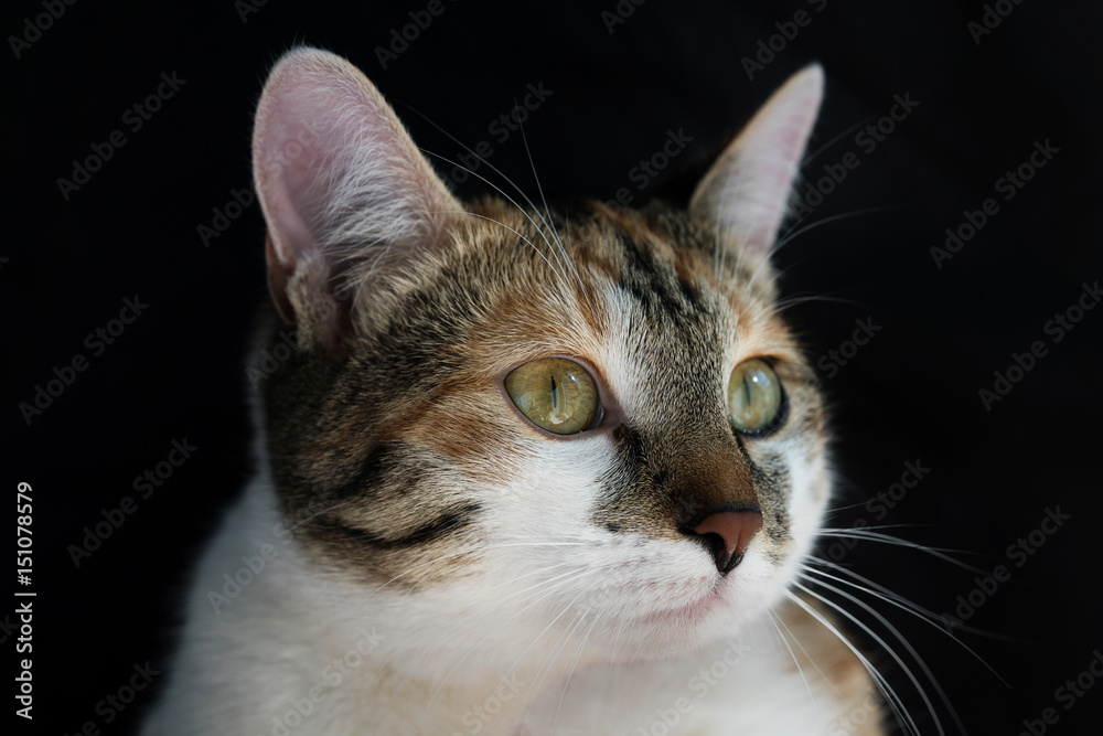 portrait tri-color cats on black background