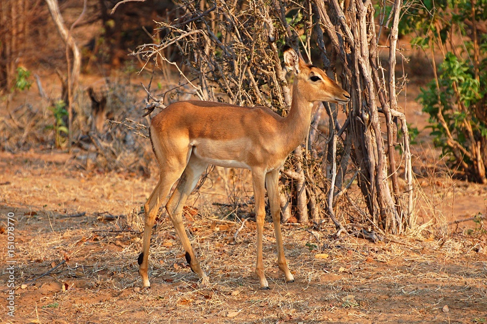 Little cute Antelope in the Etosha National Park in Namibia Little cute Antelope in the Etosha National Park in Namibia