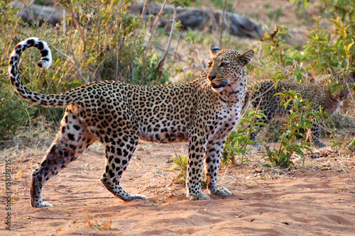Beautiful Leopard with her baby in the savannah of Namibia