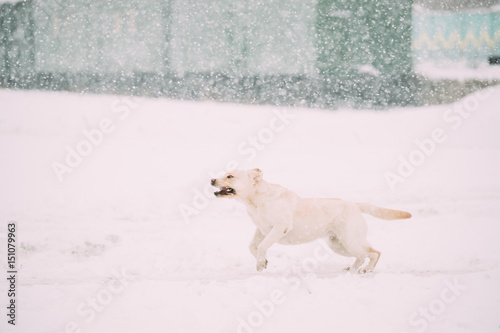 Labrador Dog Play Run Outdoor In Snow, Winter Season