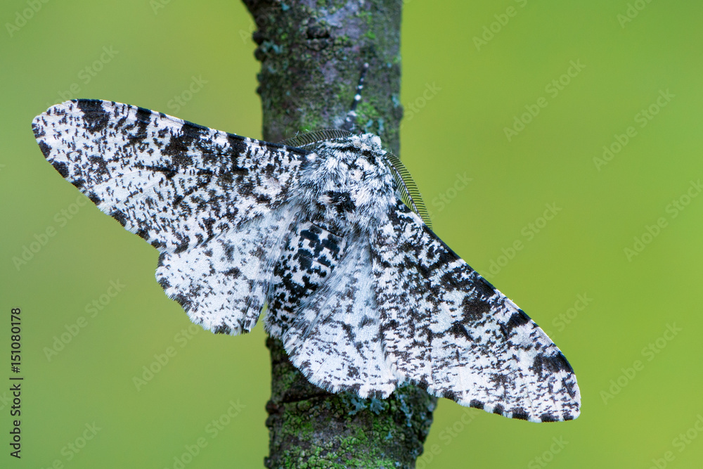 Fototapeta premium Peppered moth - Biston betularia