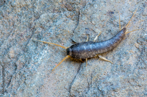 Silverfish - Lepisma saccharina