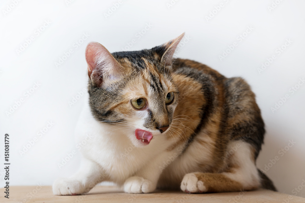 tricolor cat with protruding tongue licked