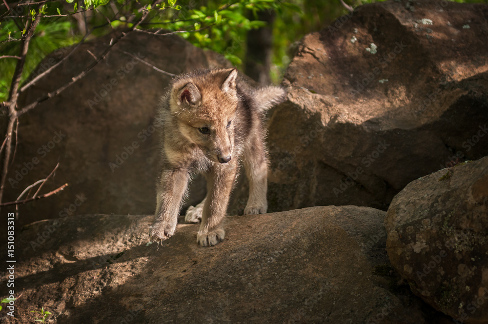 Grey Wolf (Canis lupus) Pup Looks Right from Atop Rock Grey Wolf (Canis lupus) Pup Looks Right from Atop Rock