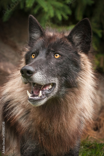 Black Phase Grey Wolf  Canis lupus  Looks Up