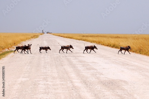 Warthog family crossing the road in the Etosha National Park in Namibia