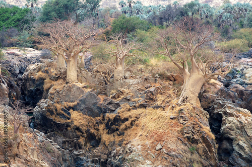 Baobab Trees at the Epupa Waterfalls in Namibia