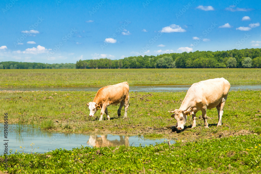 Cows on water trough in nature park Lonjsko polje, Croatia 