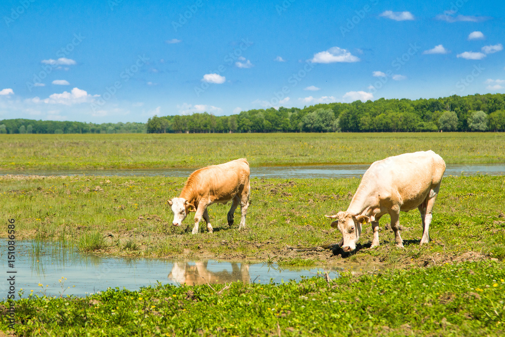 Obraz premium Cows on water trough in nature park Lonjsko polje, Croatia